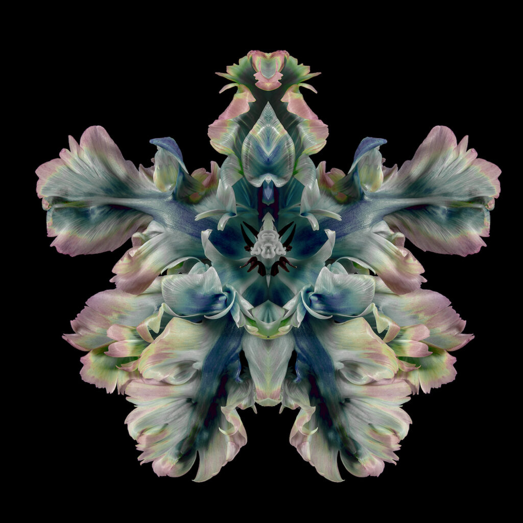immagine per Jeff Robb, Militans Virentia, Rorschach Flower _ Cris Contini Contemporary