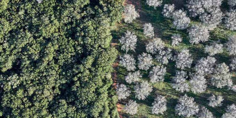 immagine per Edward Burtynsky Xylella Studies