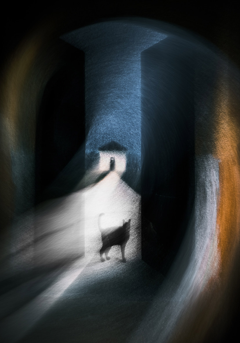 immagine per Francesco Tadini, Never again without a cat