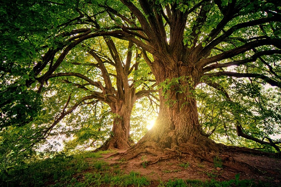 immagine per Il cuore trasparente delle piante