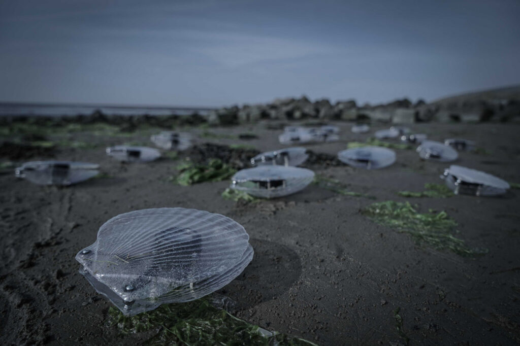 immagine per Marco Barotti, Clams