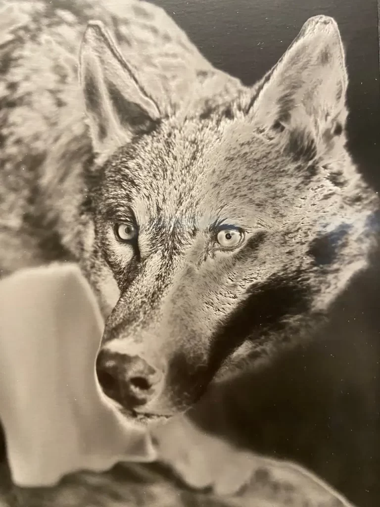 immagine per Stampa ai Sali d’argento su carta opaca Credits: Roberto Civetta