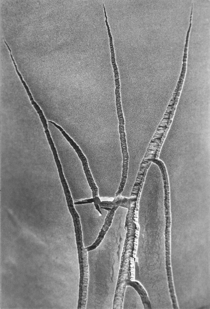 immagine per De Biasi, Foglia di agave