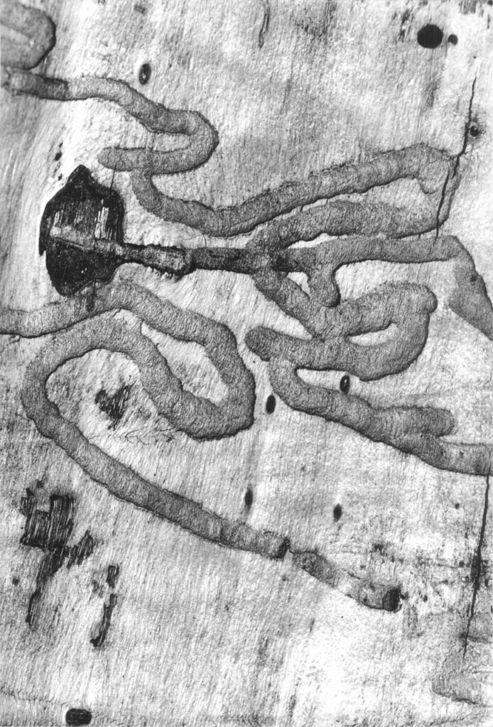 immagine per De Biasi, Corteccia tarlata