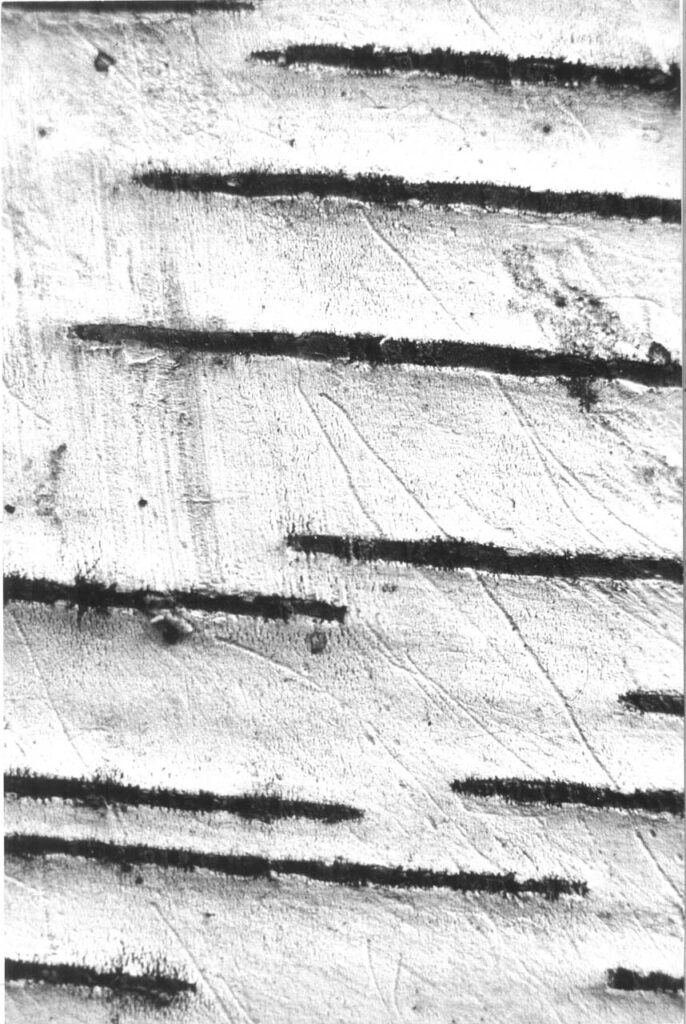 immagine per De Biasi, Corteccia di betulla