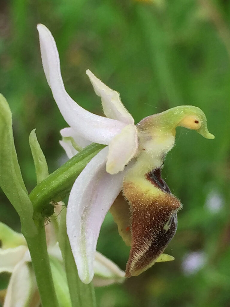 immagine per Silvia Cini - Avant que nature meure. Budapest, ELTE Botanical Garden