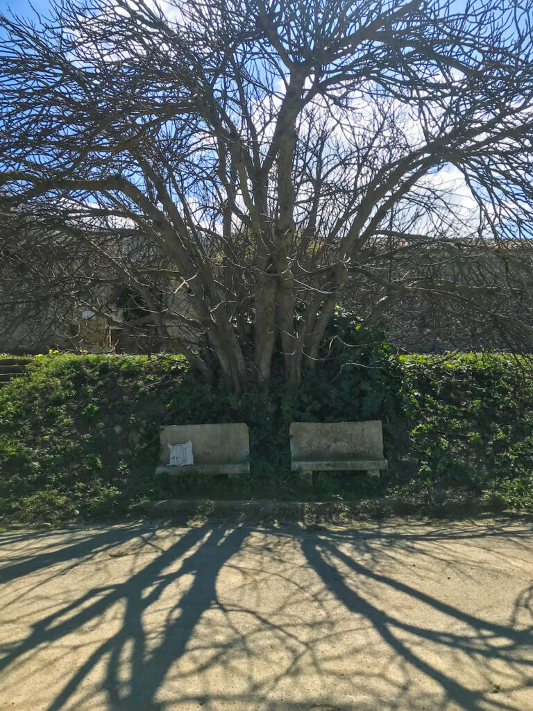 immagine per Grande fico della Casina