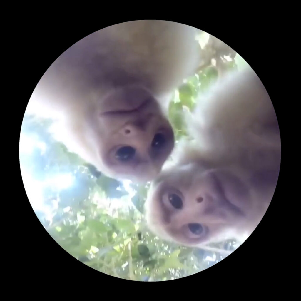immagine per Mishka Henner, Scopes, 2021