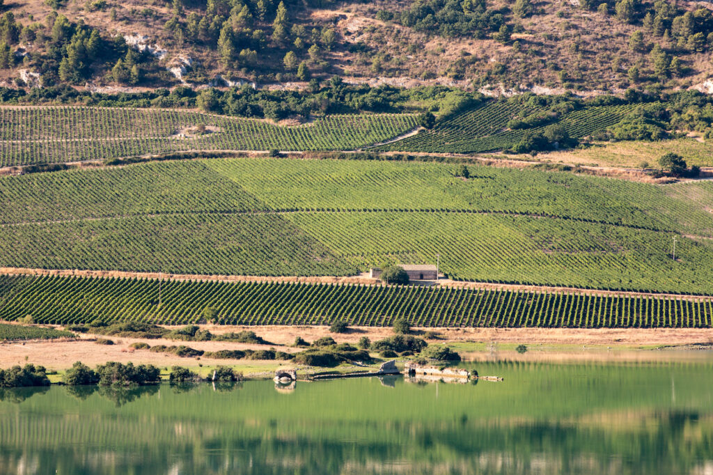 immagine per Planeta, Ulmo vigneti Didacus Chardonnay
