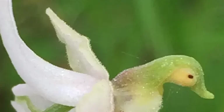 immagine per Silvia Cini - Avant que nature meure. Budapest, ELTE Botanical Garden