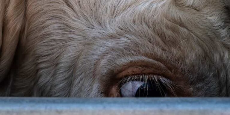 immagine per Fotografia Calabria Festival 2023