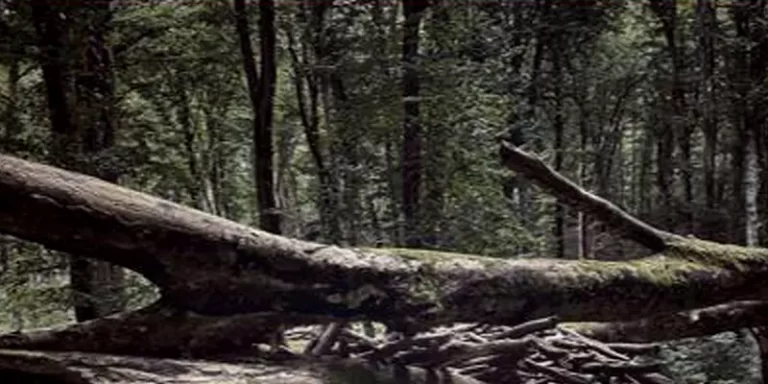 immagine per Cuore Selvaggio. Installazione sonora di Chiara Tommasi