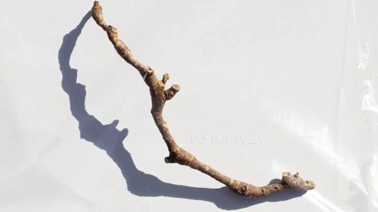 immagine per PJ Harvey, “I Inside the Old Year Dying” (Partisan, 2023)