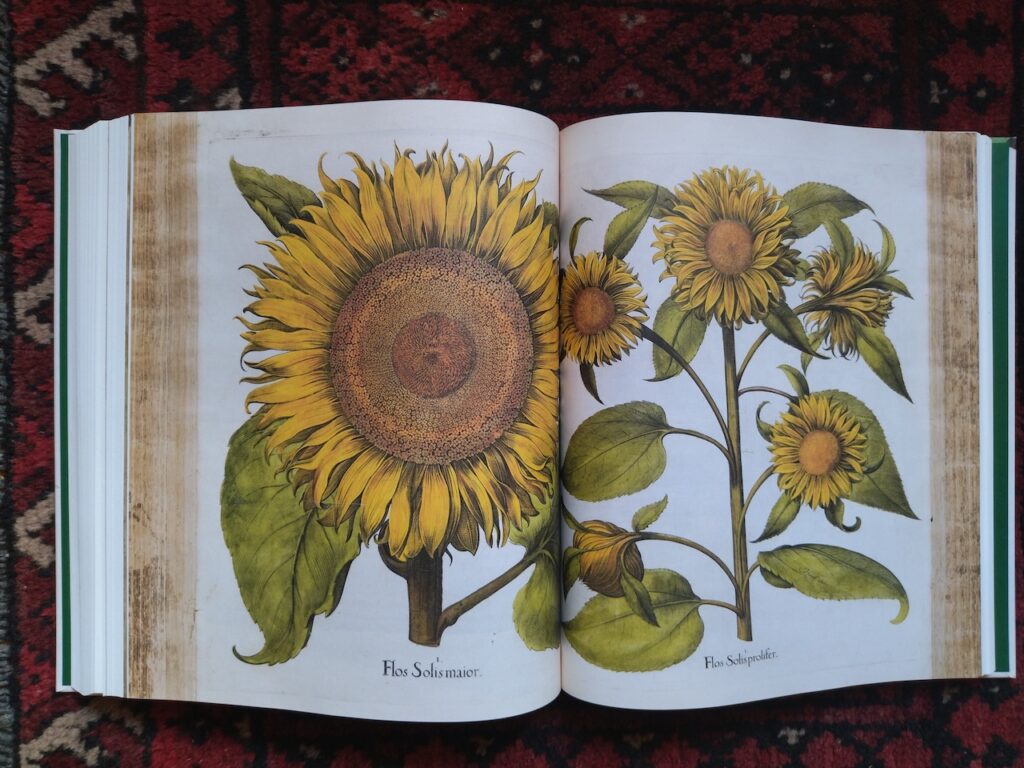 immagine per Rara Herbaria. Libri e Natura dal XV al XVII secolo (copertina)