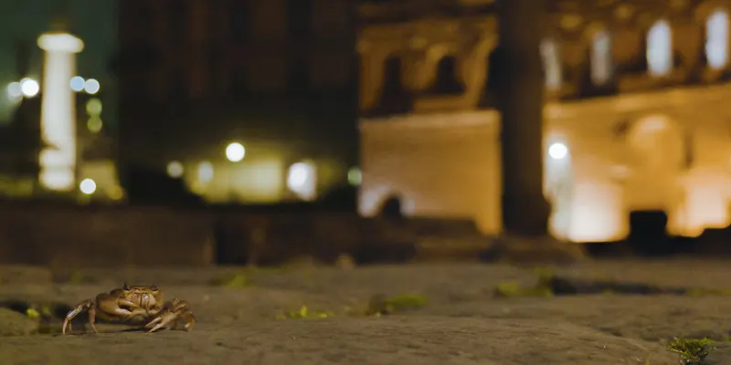 immagine per L’Impero della Natura. Una notte al Parco del Colosseo