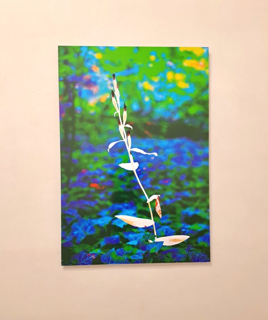 immagine per Maxime Rossi - A cosmos beneath the nail - galleria Tiziana Di Caro, Napoli