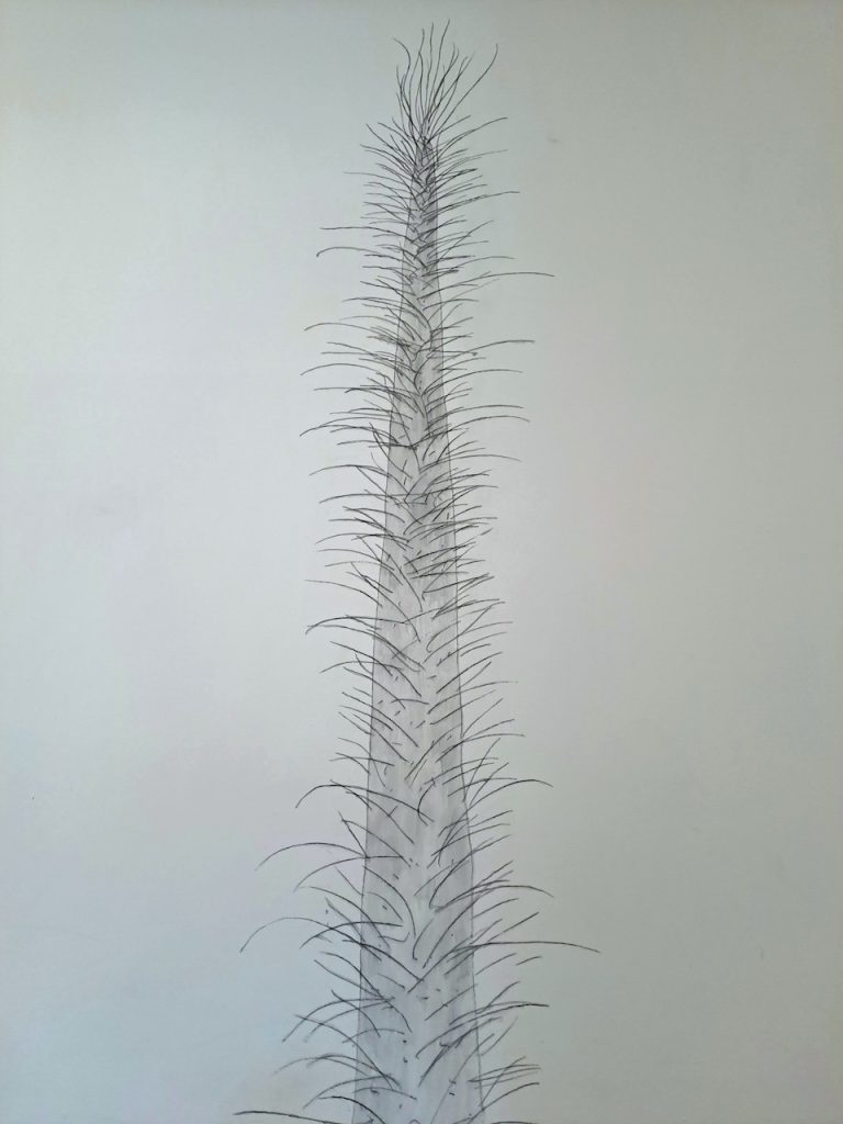 immagine per Edgar Honetschläger a Casamadre. Ricordo e celebrazione di specie estinte
