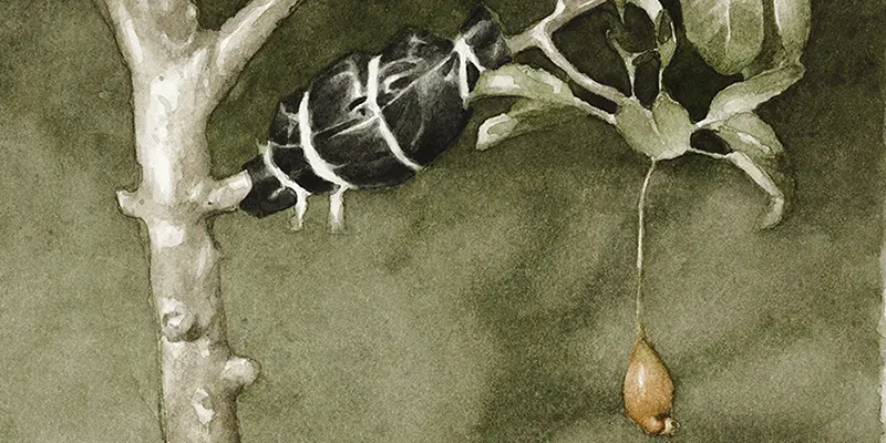 immagine per Manuele Cerutti