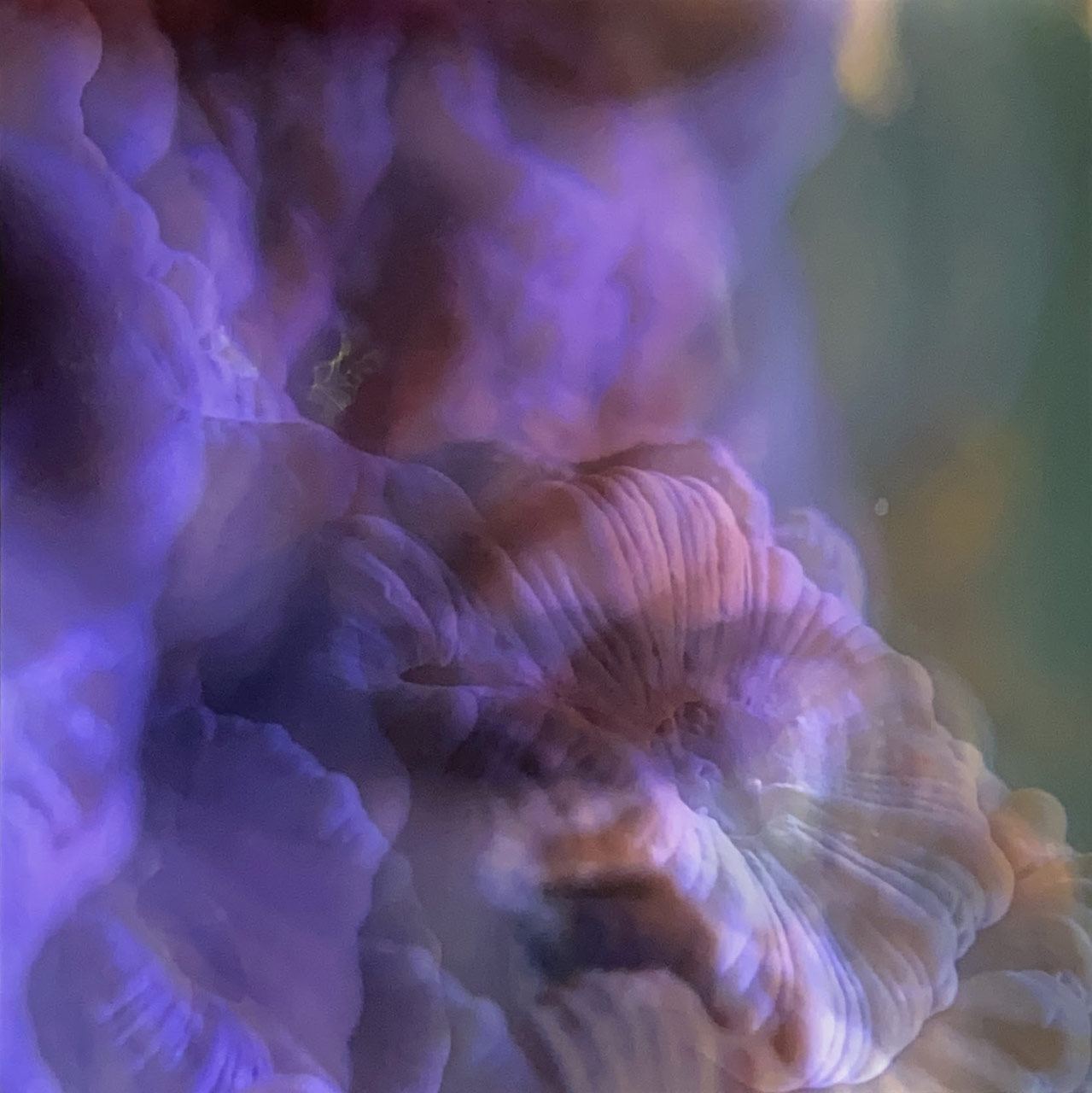immahine per Charlotte Charbonnel, Ecrans Liquides 1