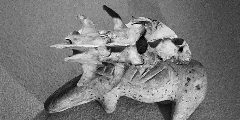 immagine per Collateral Histories Parlato Petrocchi