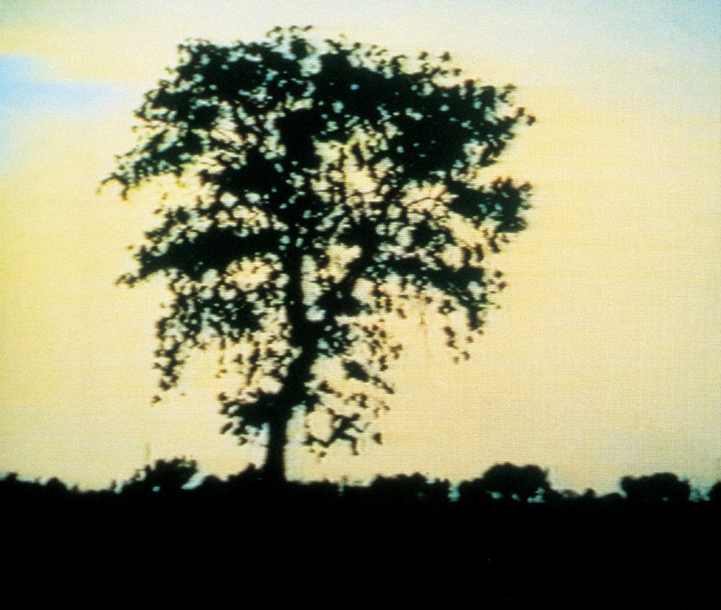immagine per Massimo Bartolini