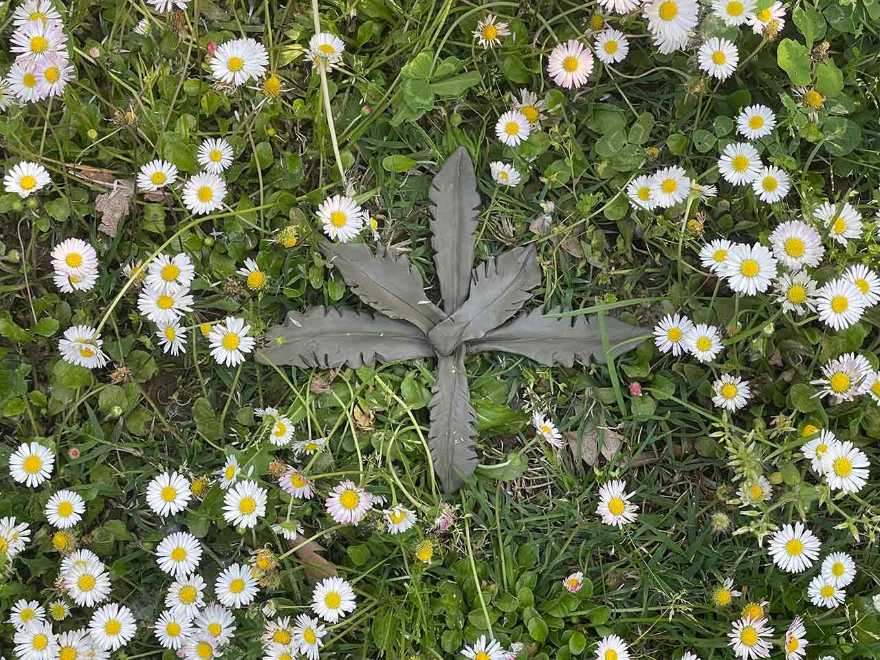 immagine per Silvia Cini Orto Botanico