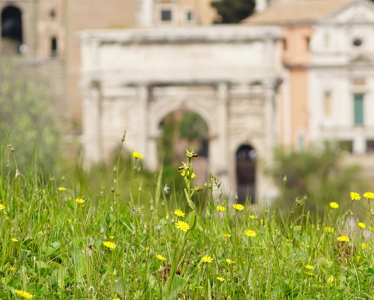 immagine per Silvia Cini Orto Botanico