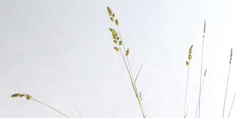 immagine per D’ubertà celata s’approda. Artisti contemporanei marchigiani in mostra a Venezia.