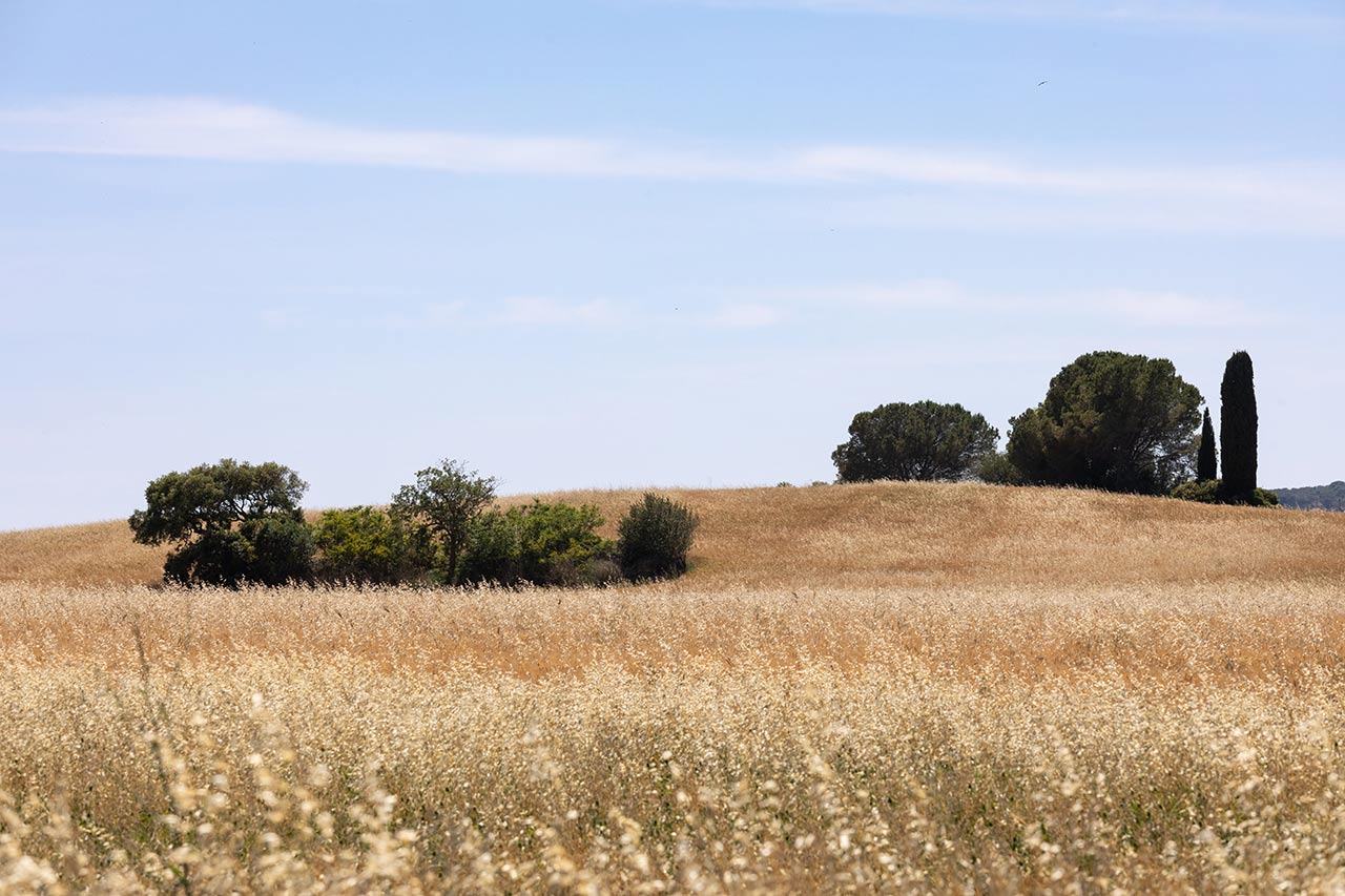 immagine per Hypermaremma Mauro Staccioli