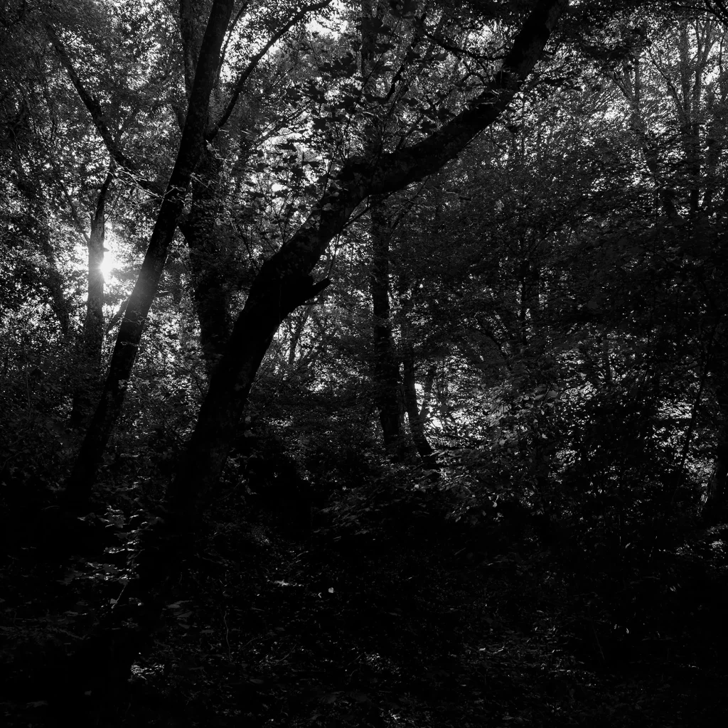 immagine per Fabio De Benedettis - Slit in the dark - La luce fende il buio