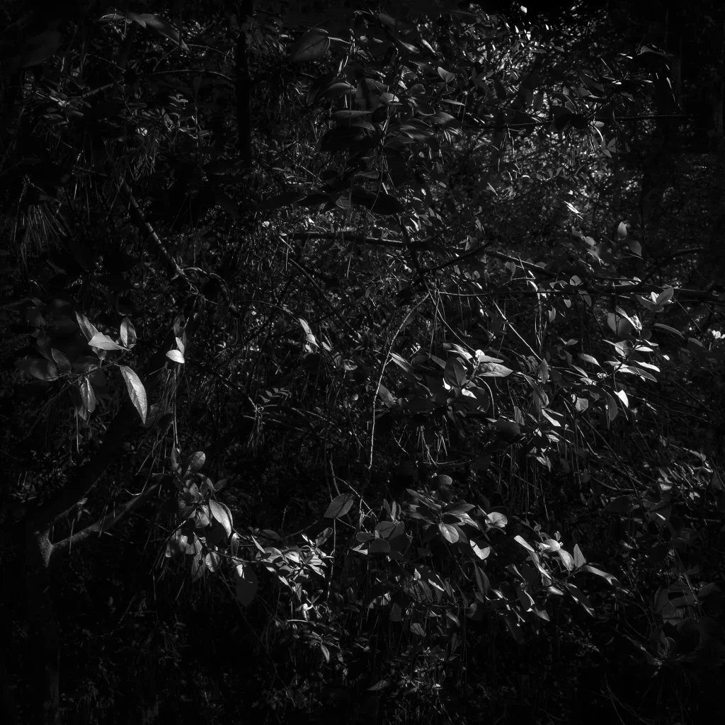 immagine per Fabio De Benedettis - Slit in the dark - La luce fende il buio