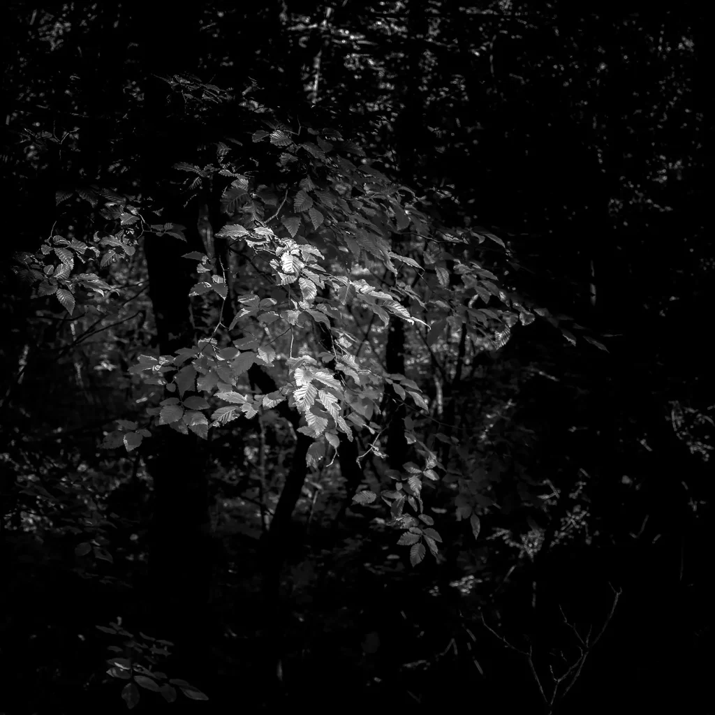 immagine per Fabio De Benedettis - Slit in the dark - La luce fende il buio
