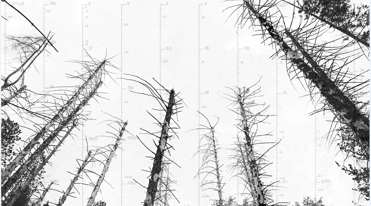 immagine per Ida Harm Tipografia Vegetale