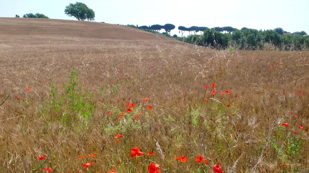 immagine per Fritz Haeg, Il campo verso sud (Fondazione Baruchello ex Agricola Cornelia S.p.A), 2010.