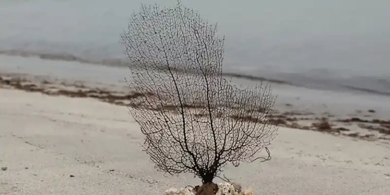 immagine per Dicolab Cultura al digitale