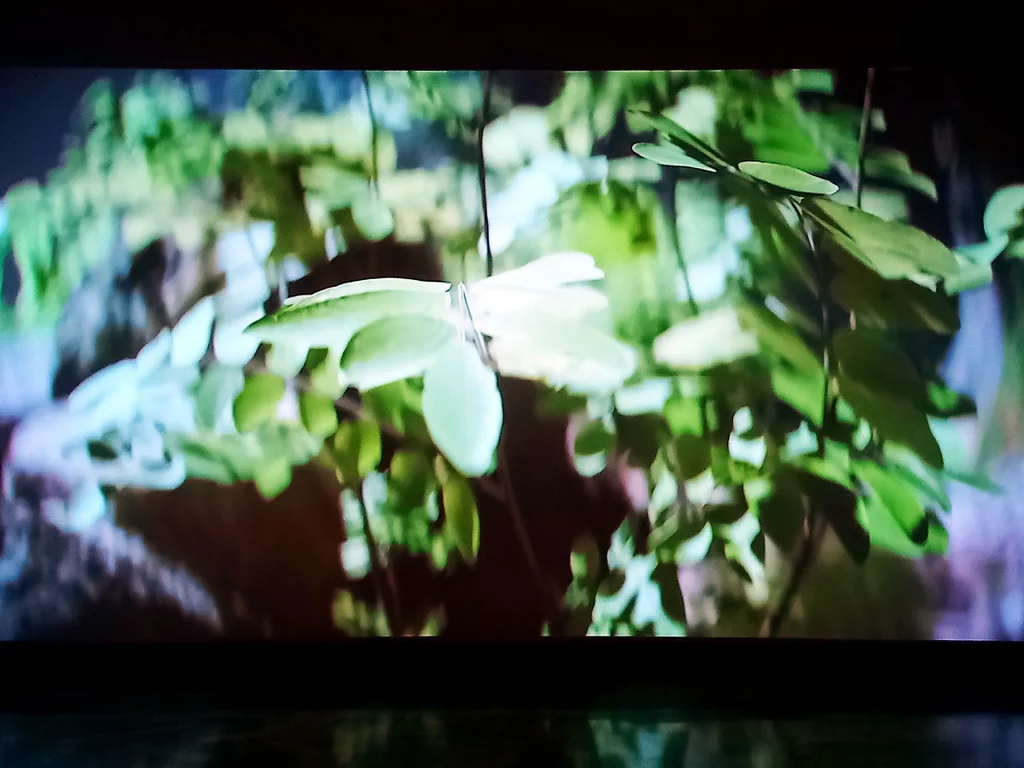 immagine per Pietro Ruffo, The Planetary Garden, frame da video animazione, 2024 -ph. Barbara Martusciello