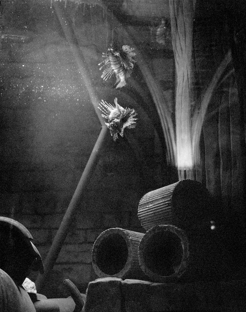 immagine per Benedetta Casagrande, All things laid dormant, Foto Gianluca Di Ioia © Triennale Milano