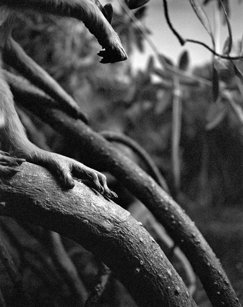 immagine per Benedetta Casagrande, All things laid dormant, Foto Gianluca Di Ioia © Triennale Milano