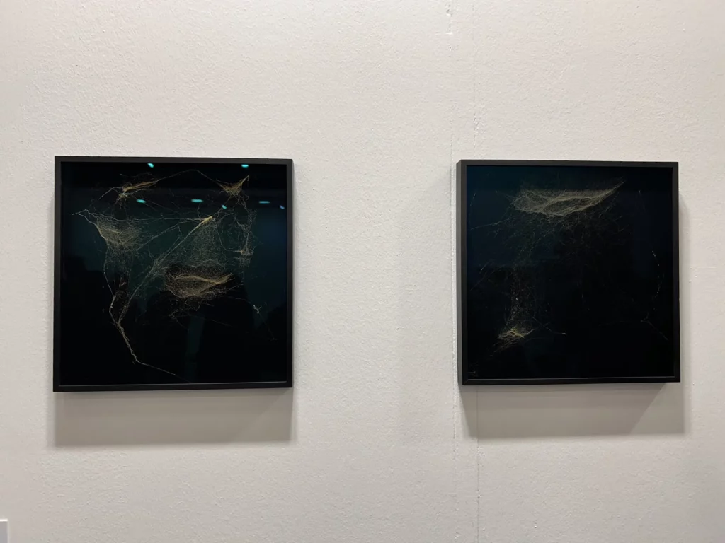 immagine per ArteFiera e Brave Art - Bologna - 6, 7 e 8 Gennaio 2025