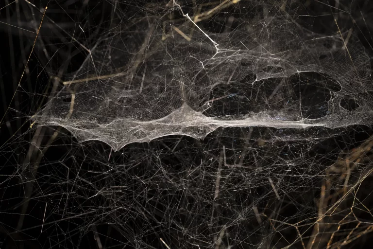 immagine per Tomás Saraceno. Life(s) of Webs. Arachnophobias, arachnophilias and other stories