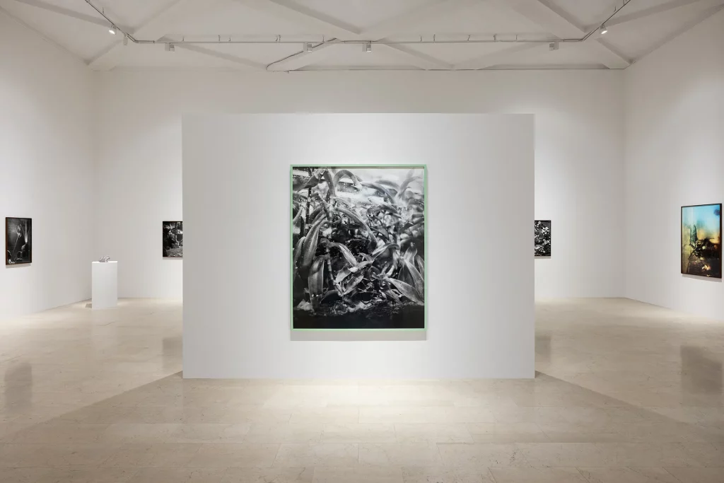 immagine per Benedetta Casagrande, All things laid dormant, Foto Gianluca Di Ioia © Triennale Milano