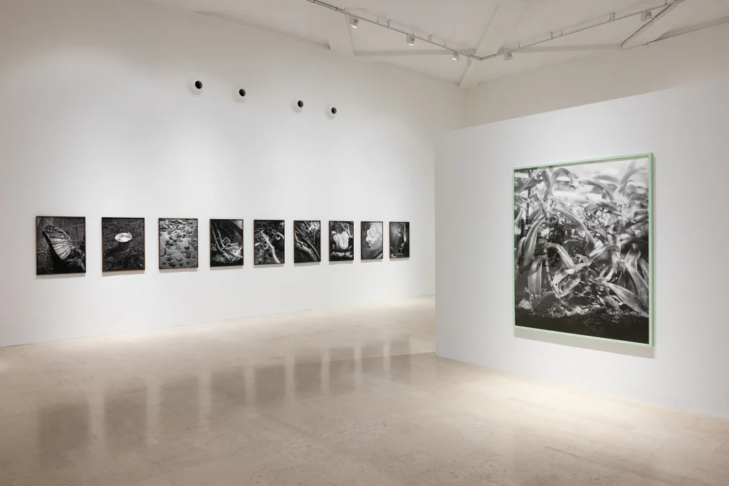 immagine per Benedetta Casagrande, All things laid dormant, Foto Gianluca Di Ioia © Triennale Milano