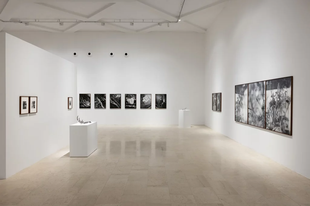 immagine per Benedetta Casagrande, All things laid dormant, Foto Gianluca Di Ioia © Triennale Milano