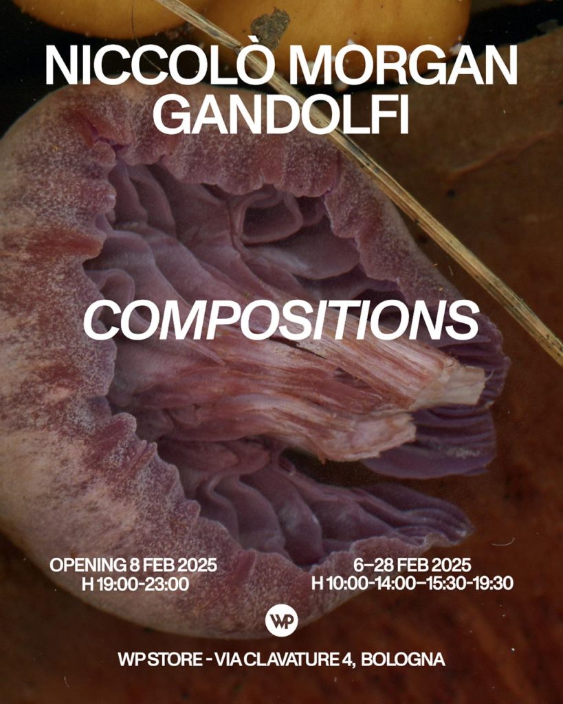 immagine per Niccolò Morgan Gandolfi