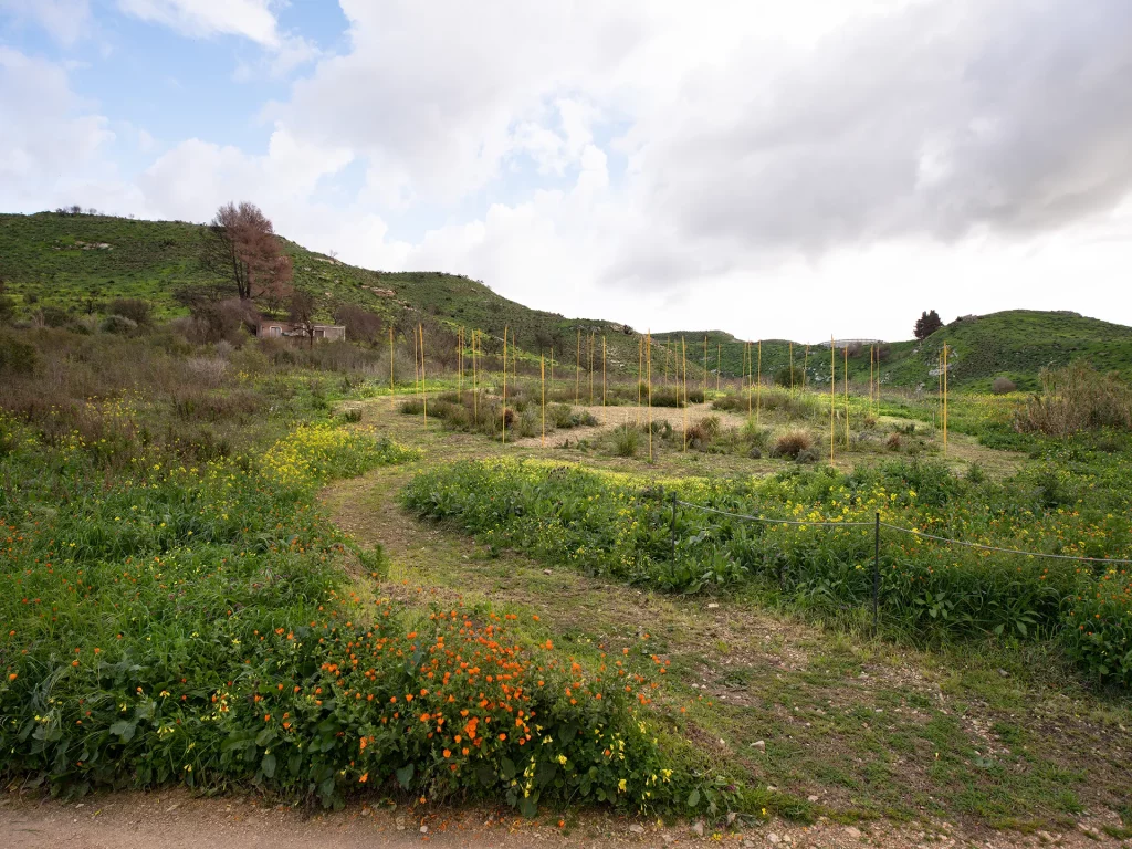 immagine per Gandolfo G. David, Progetto Elyma Segesta - installazione Chakana - foto Sandro Scalia