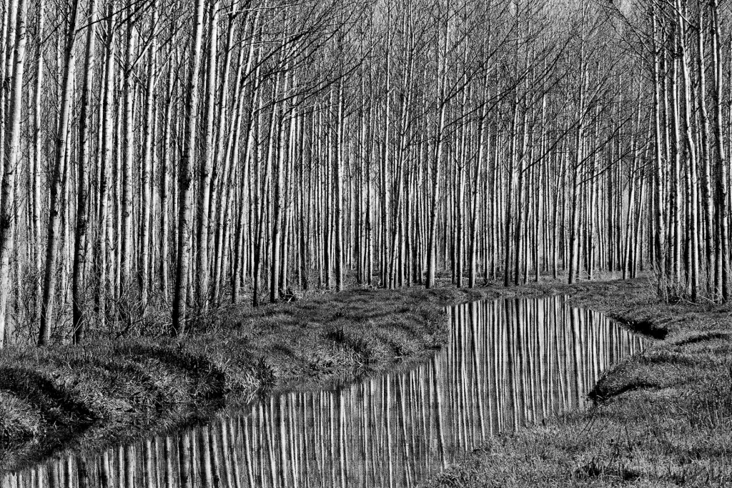 immagine per 02Massimo D’Amato, la Terra, l’Aria e l’Acqua/2, 2003. Stampa da negativo b/n.