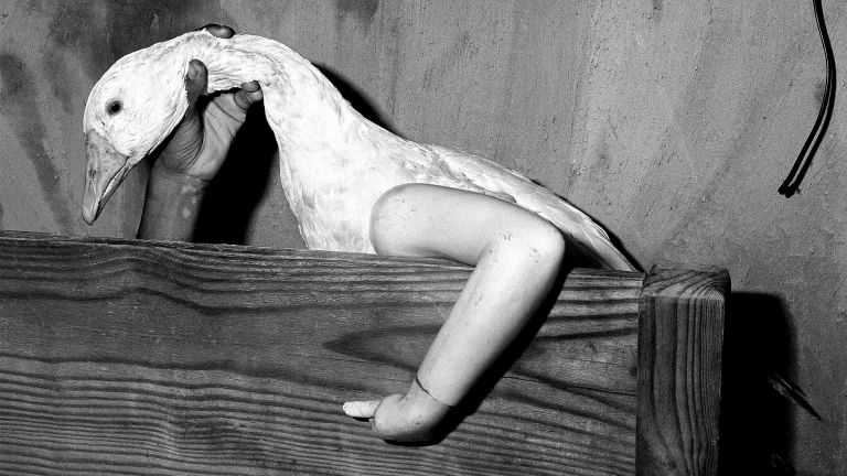 immagine per Da Roger Ballen a Sheida Soleimani. Declinazioni del potere in un teatro di figura