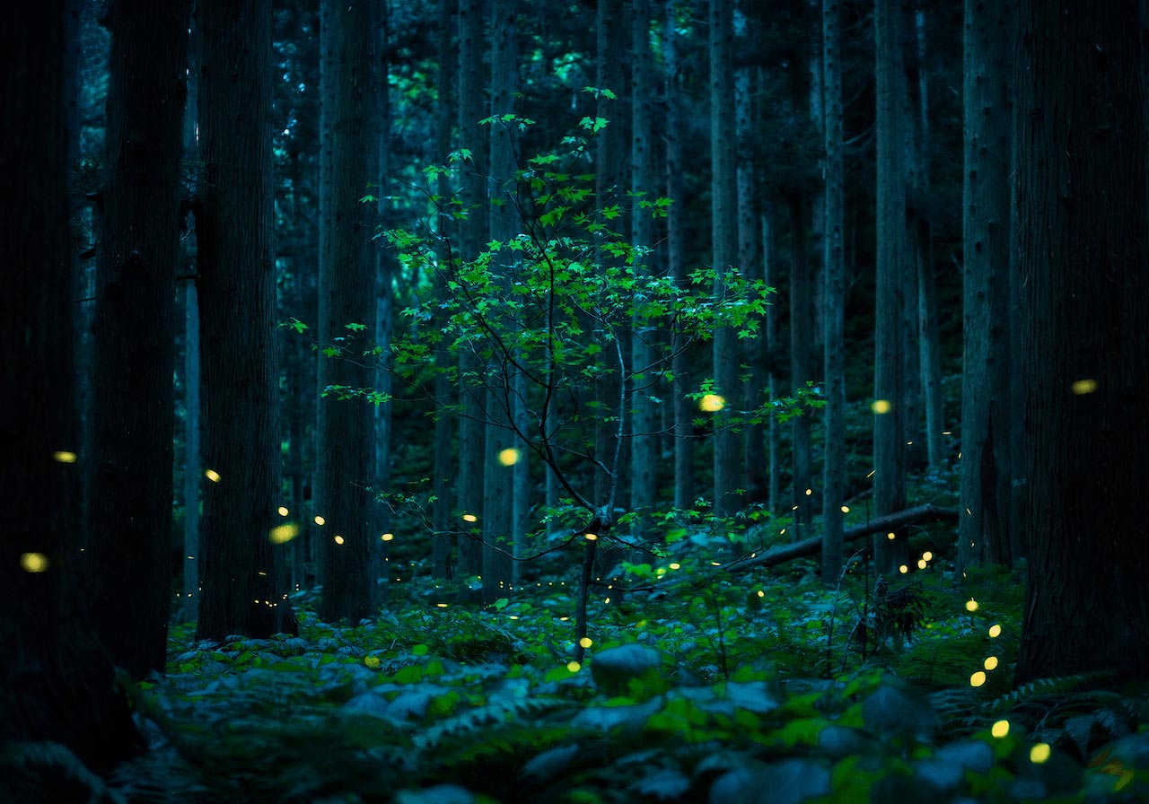 immagine per Kazuaki Koseki, Summer Fairies