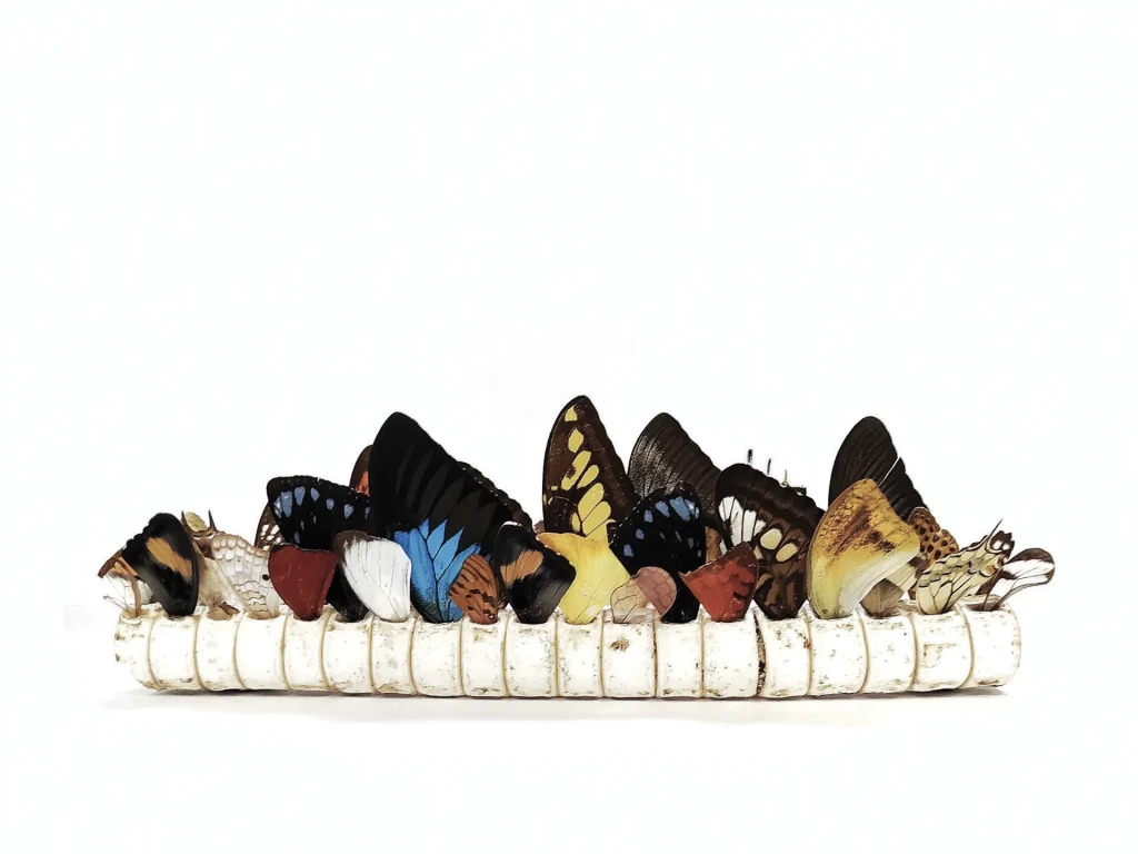immagine per Alice Padovani, Tessere