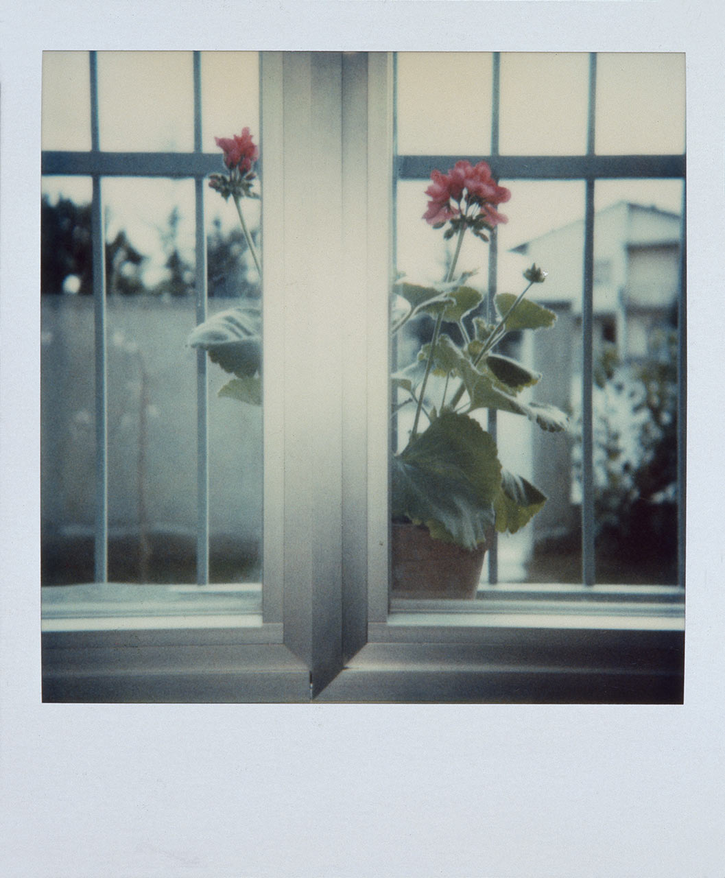 immagine per Ghirri Polaroid Pecci